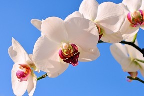 开云体育下载-五大联赛外援适应周期与比赛状态波动关联，各国联赛外援政策