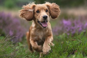 kaiyun网址-波尔曼在橄榄球冠军锦标赛中展现无与伦比的球场智慧，博尔特橄榄球