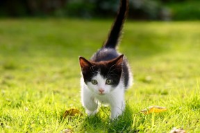 开云官网-中国三人篮球男队强化快攻训练 提升比赛节奏，男子三人篮球中国队队员