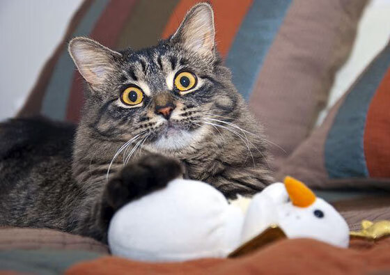 中超球员比赛表现趋势报告,中超联赛球员数据