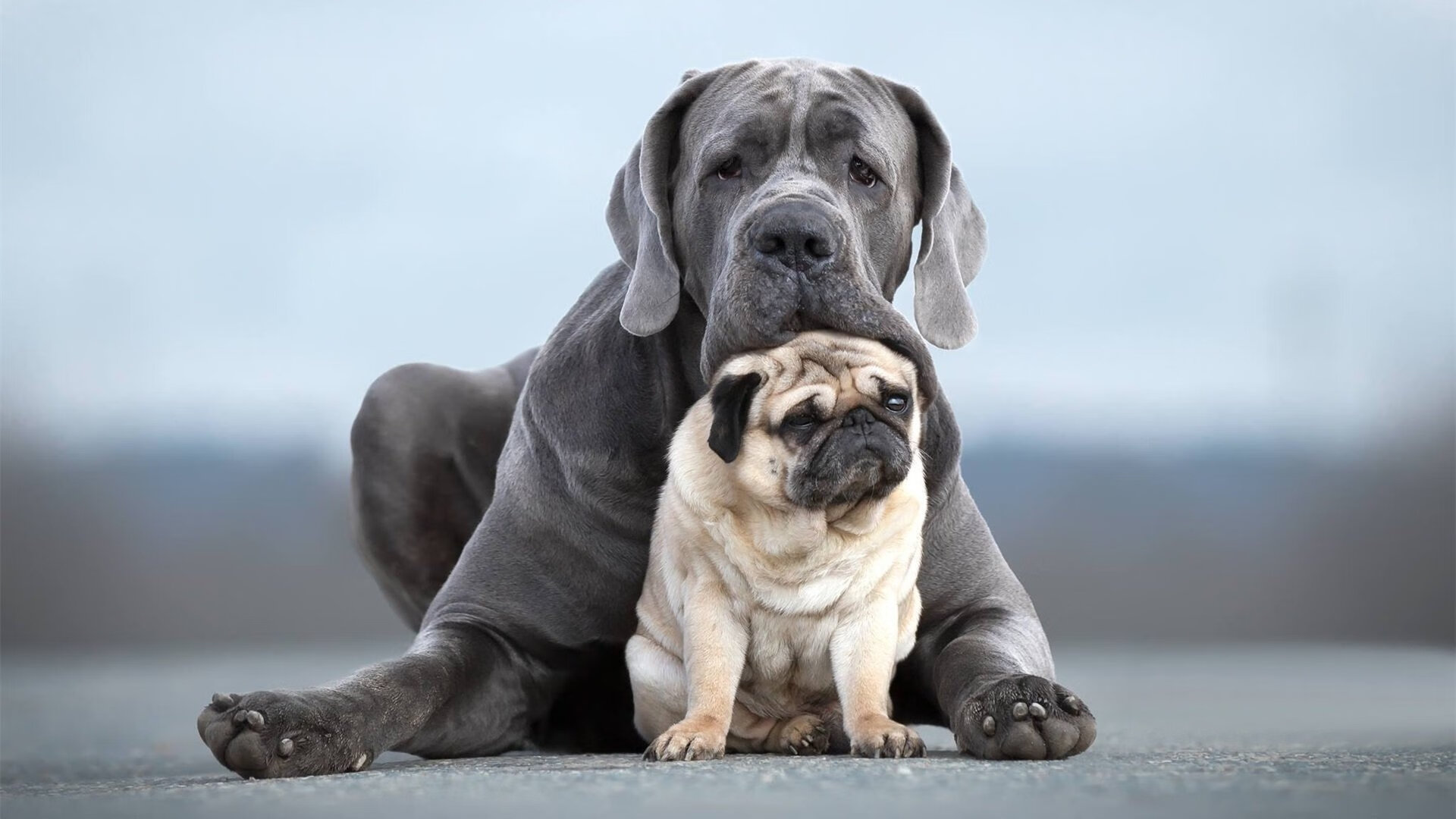 法甲VAR系统中语义处理模块提升判罚透明度