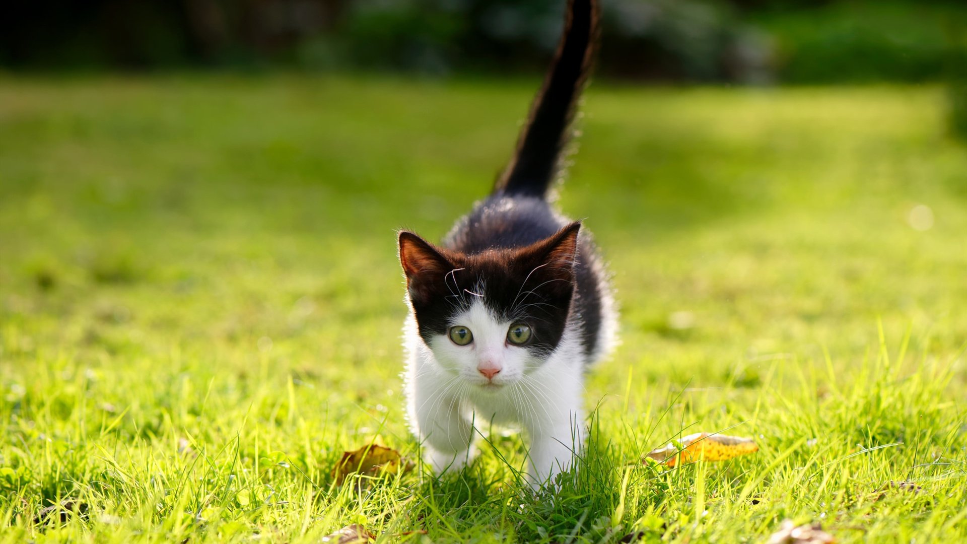 中国三人篮球男队强化快攻训练 提升比赛节奏，男子三人篮球中国队队员