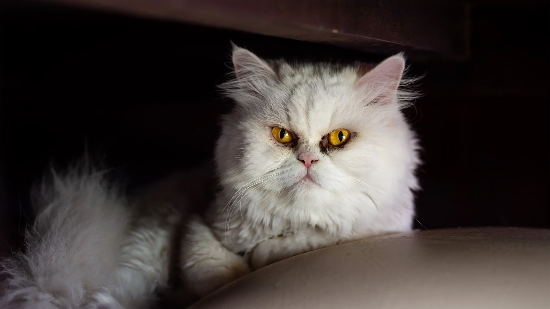 中国三人篮球男队强化快攻训练 提升比赛节奏，男子三人篮球中国队队员