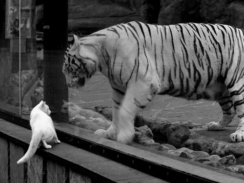 中国女篮保持良好战术执行力，中国女篮表现