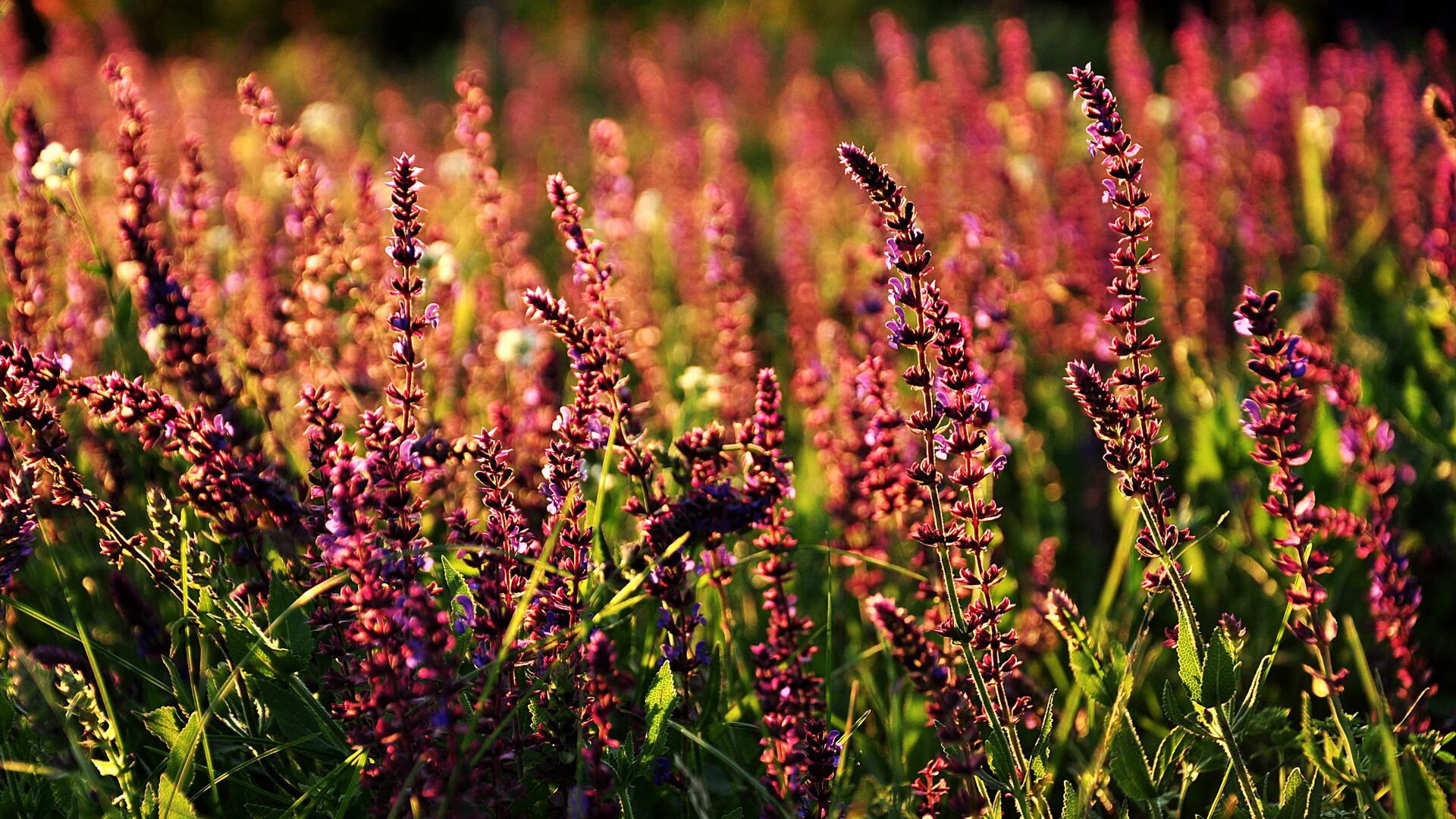 五大联赛进攻效率最高的边路组合揭秘,五大联赛进攻型球队