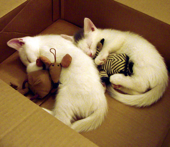 世界杯逆转大戏:英雄再现,奇迹归来!,世界杯瞬间