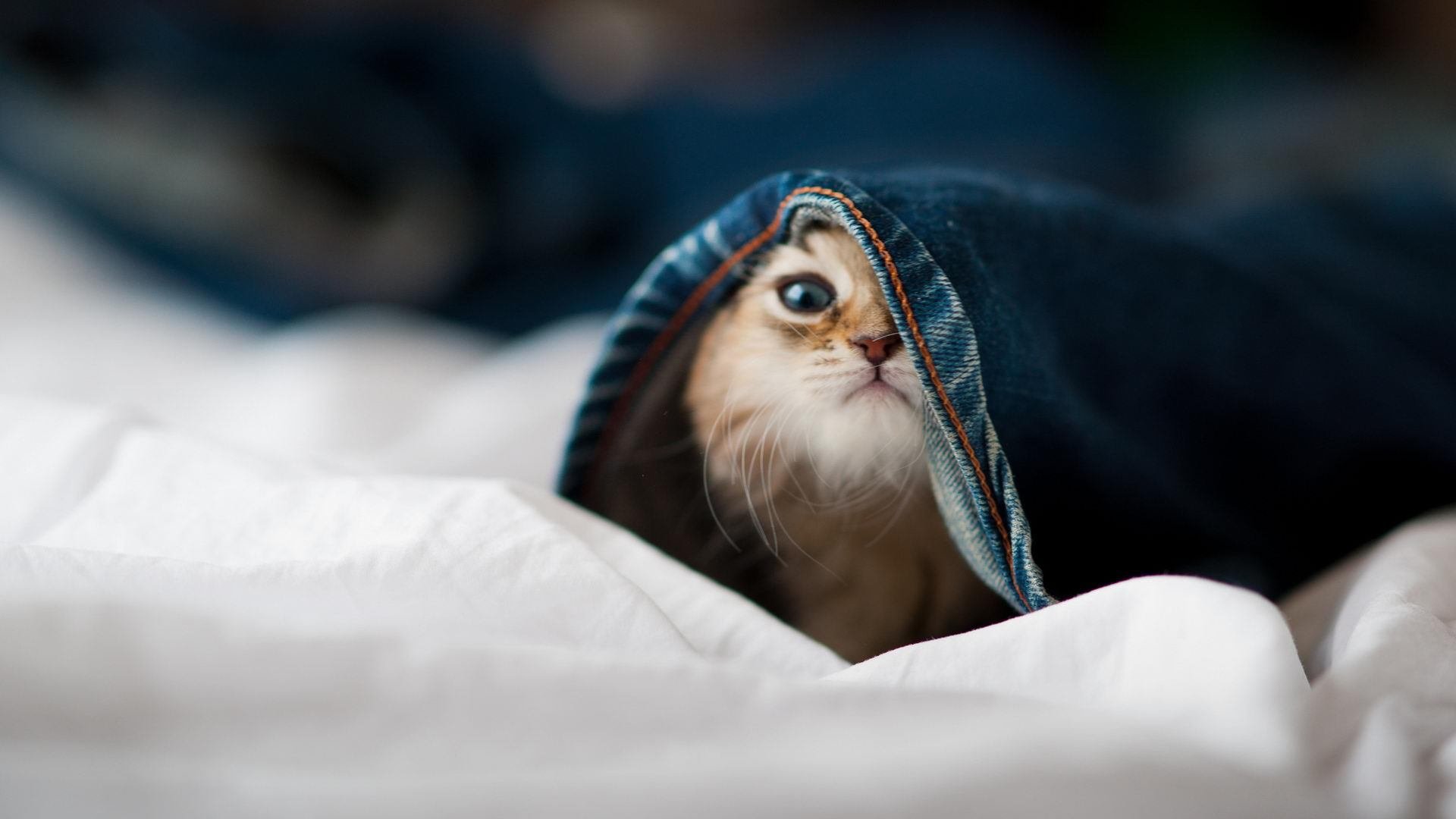 卢卡斯·梅尔滕斯领游阶段压迫感十足，卢卡斯 恩梅查