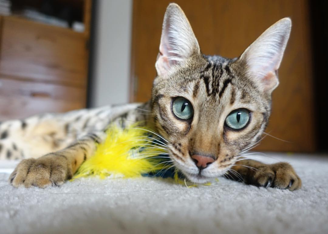 巴特尔的强力拦截为袋鼠队赢得关键比赛中的优势,巴特尔的替补