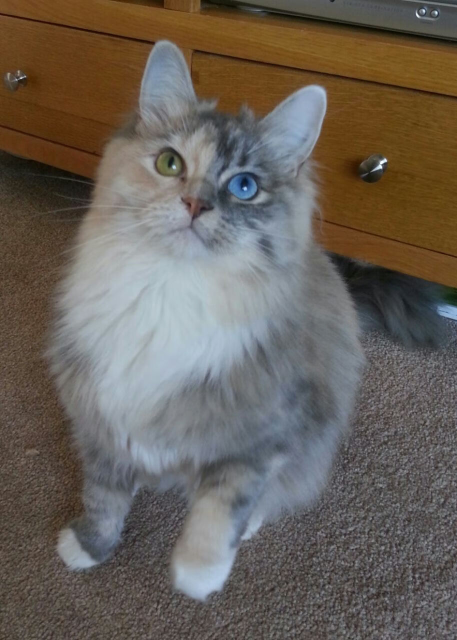 普费夫高难度动作成决赛关键,普费茨纳