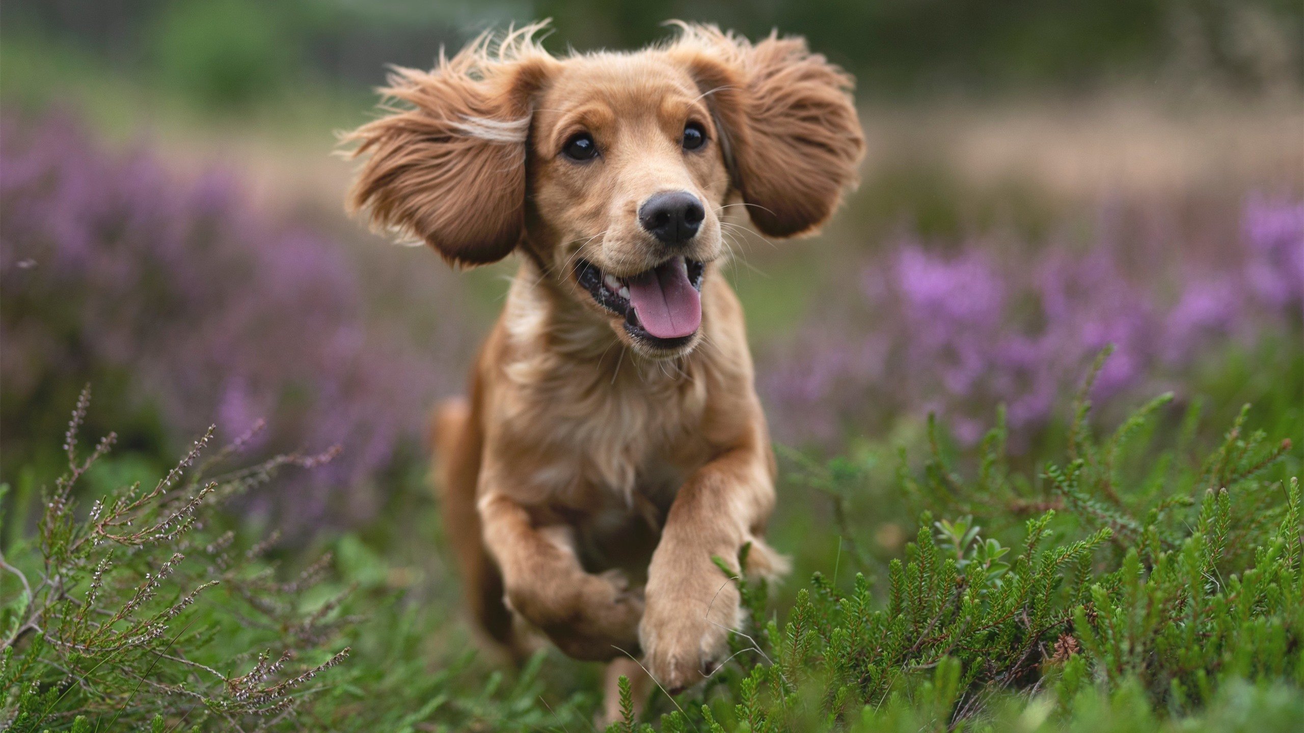 波尔曼在橄榄球冠军锦标赛中展现无与伦比的球场智慧,博尔特橄榄球