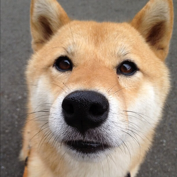 蝶泳配速策略愈加成熟有效,蝶泳的配合技术